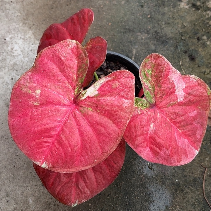 85-1203锦鲤广东现货