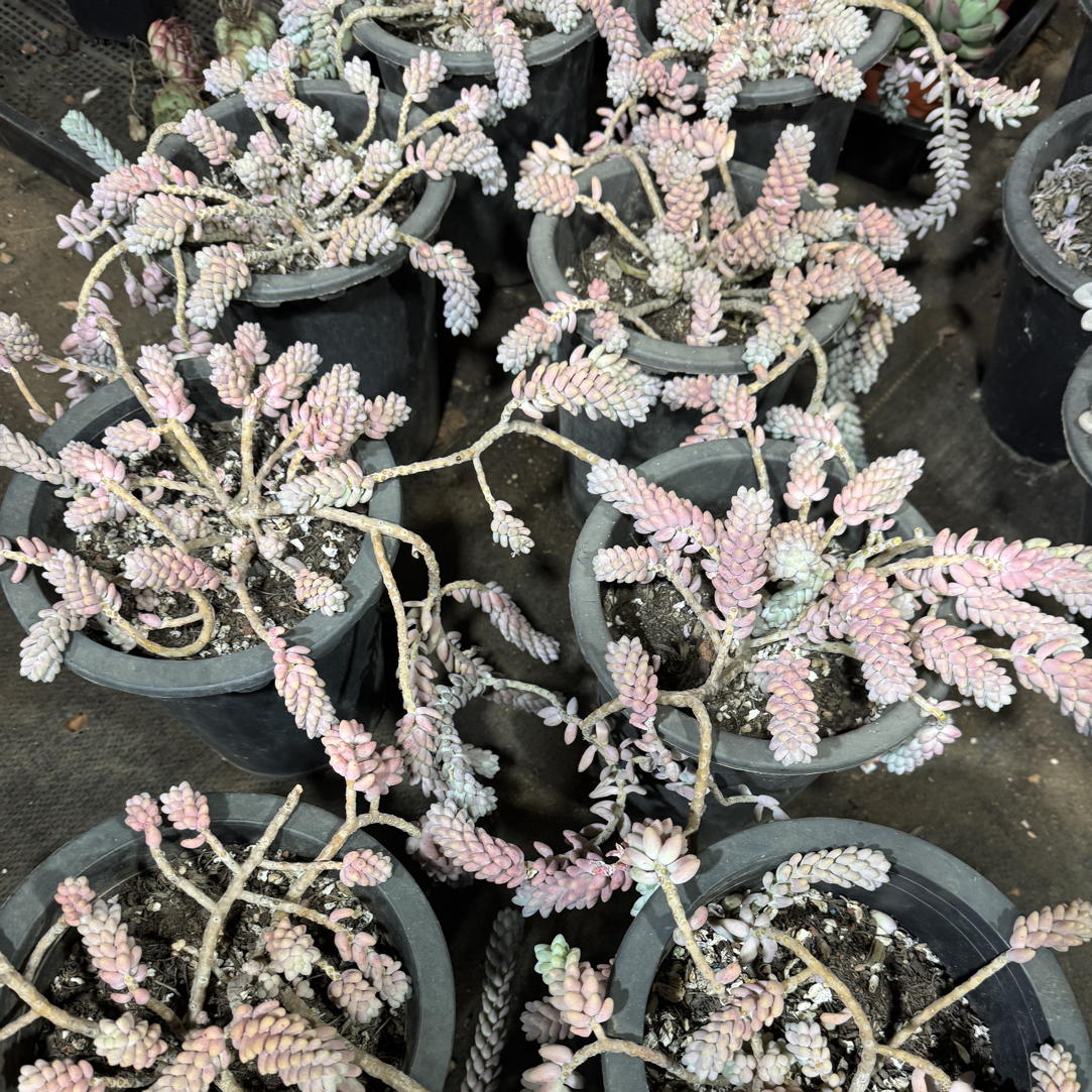  【任意两单包邮】玉缀阳台办公室庭院老桩盆栽多肉植物