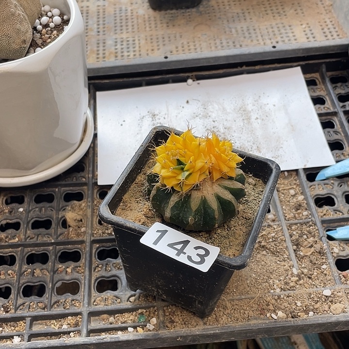 仙人球蒂冠锦143号