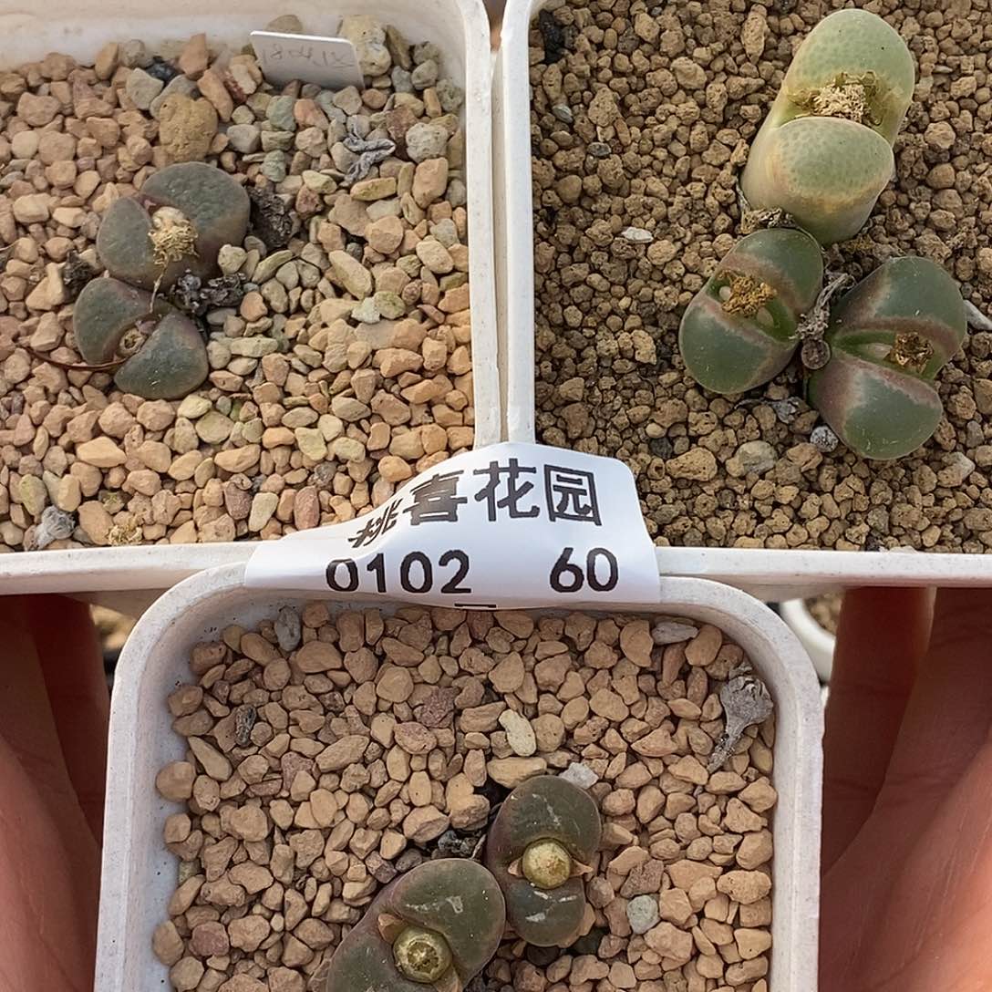 ๓**.102-60-屁桃88折。    