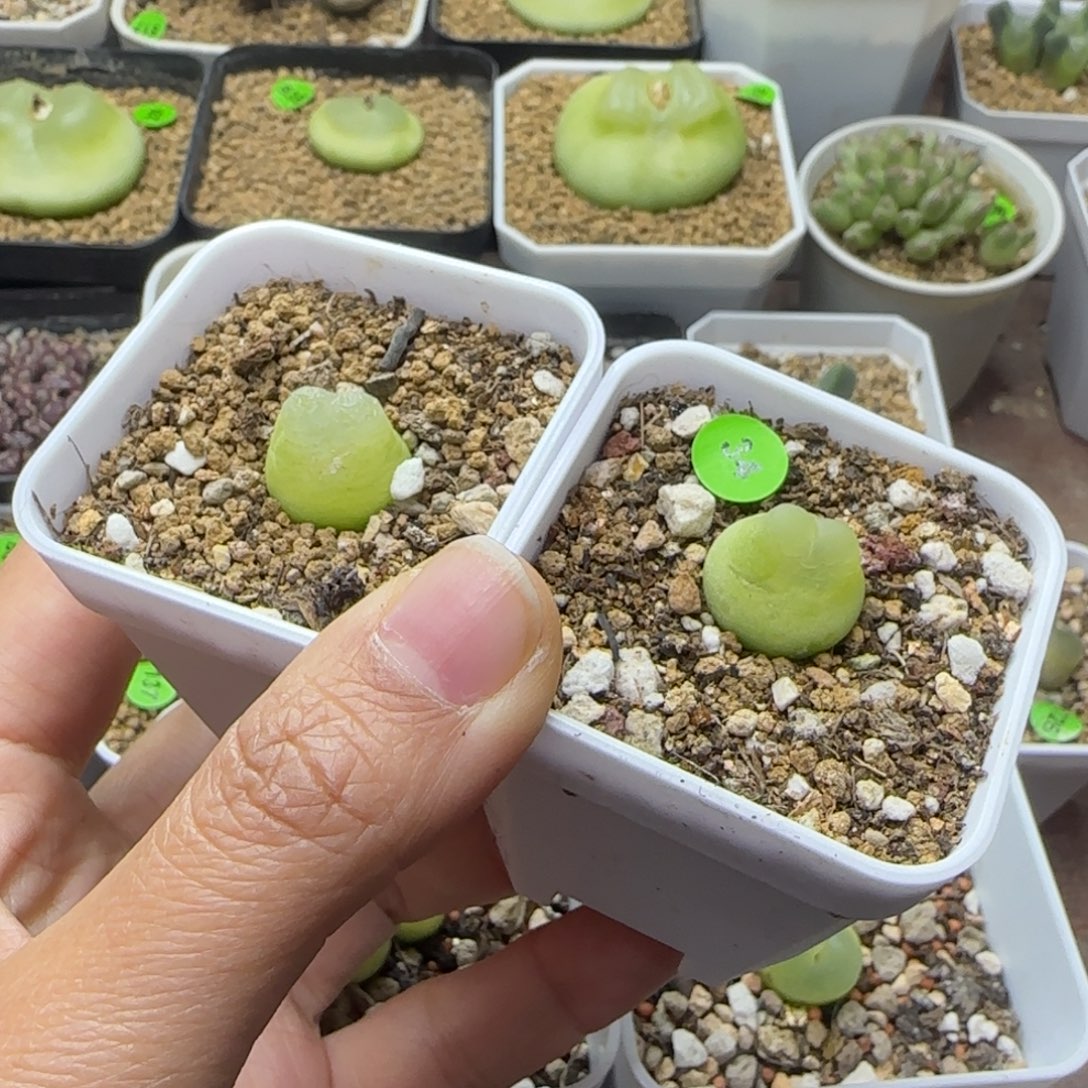 拉登1.5-1.6cm瑕疵带盆34