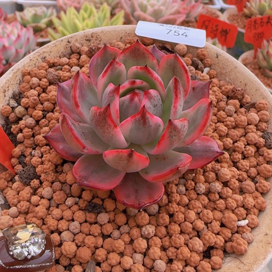 754劳伦斯锦多肉酱