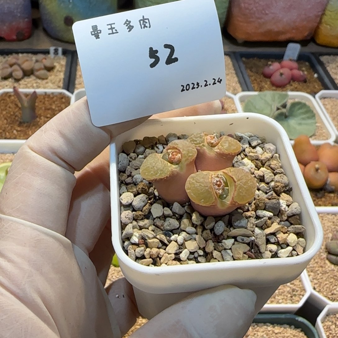 崔*儿多肉多肉多肉2.24-052