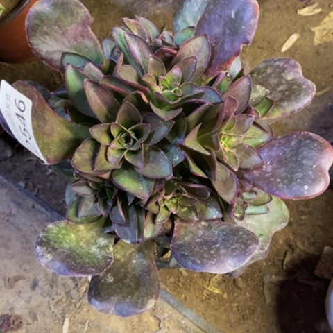 魅金玫瑰多肉植物2546