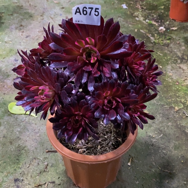 黑天鹅多肉植物675