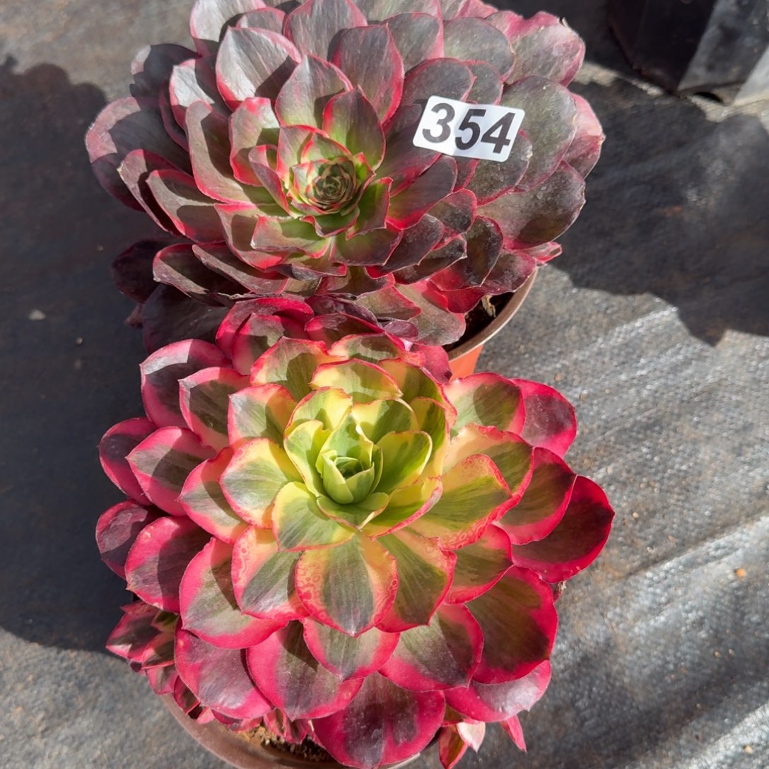 354多肉植物两颗一组