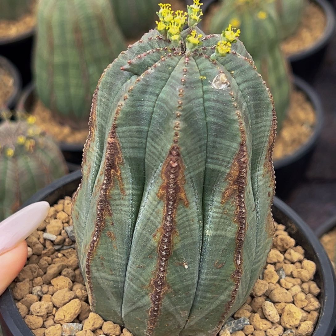 m欧系布纹球箭头柱形