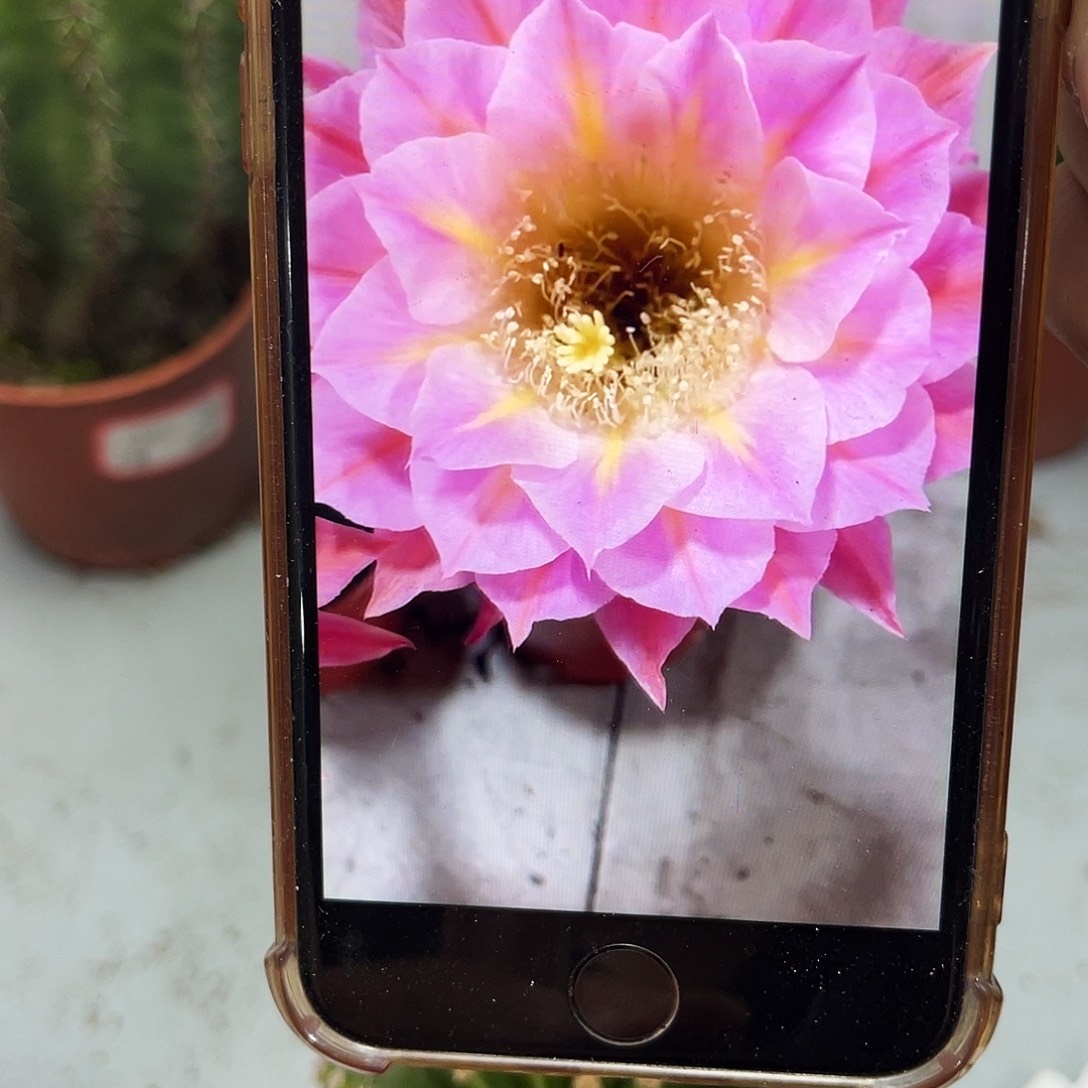 金刚83号7-8公分左右