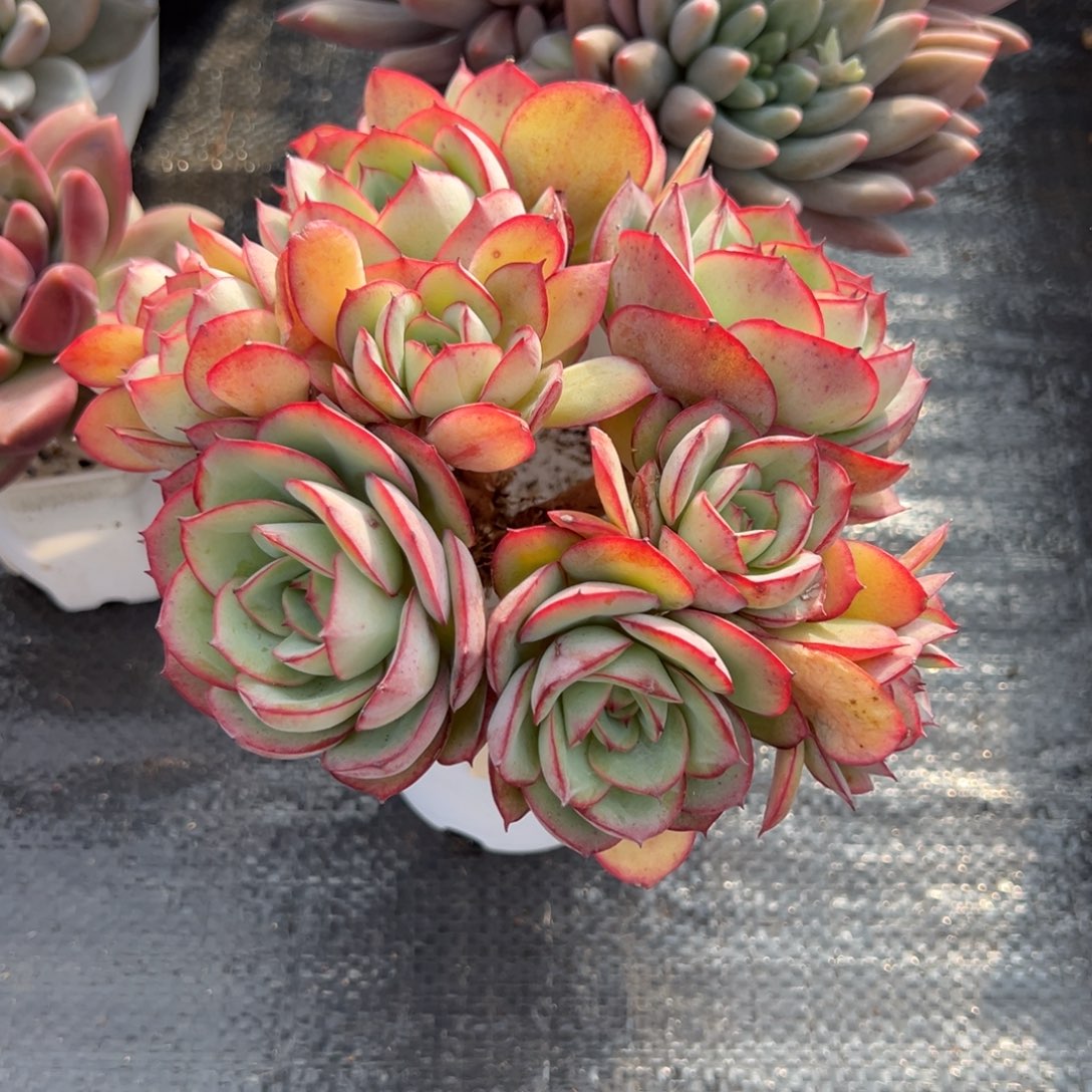 星***落牡丹亭多肉一物一拍