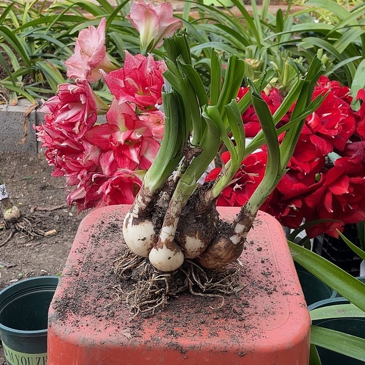 白肋银河系坨坨朱