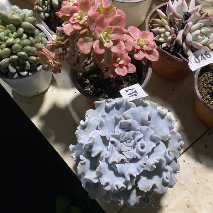 y***J417红梅锦白饺子皮多肉植物2颗