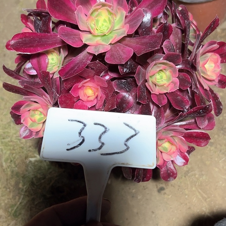 多肉植物美杜莎法师