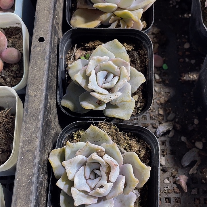 白饺子带哦土发过