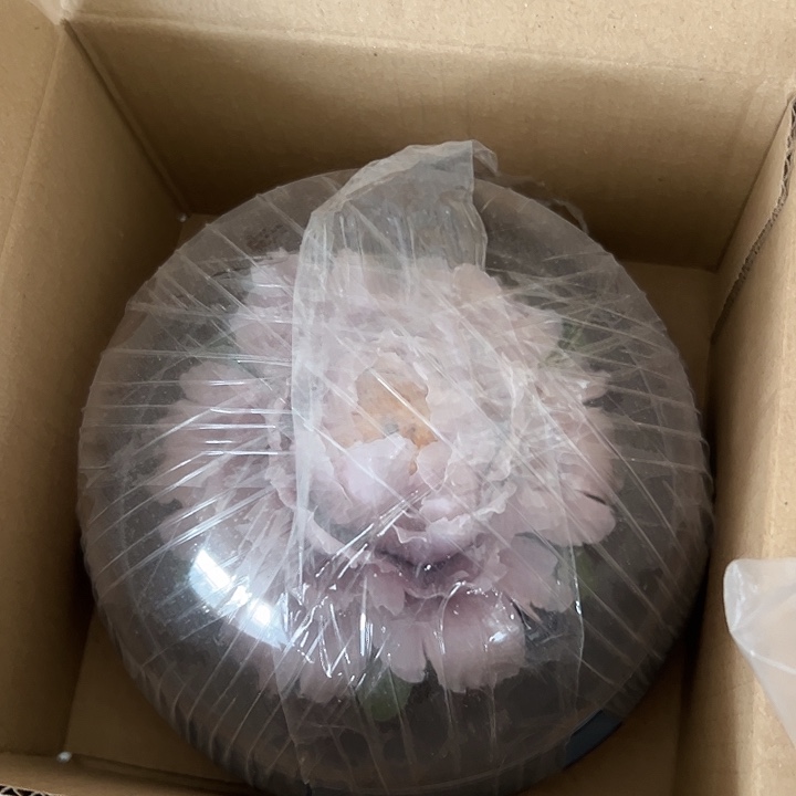 瓷片小米直播间福利款