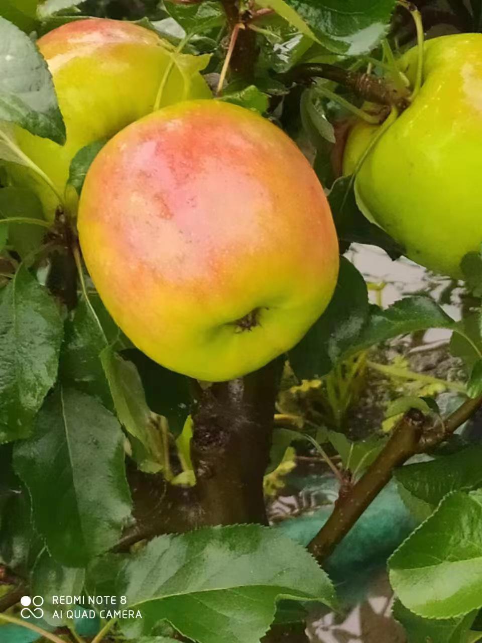 直播间一物一拍造型老桩盆栽