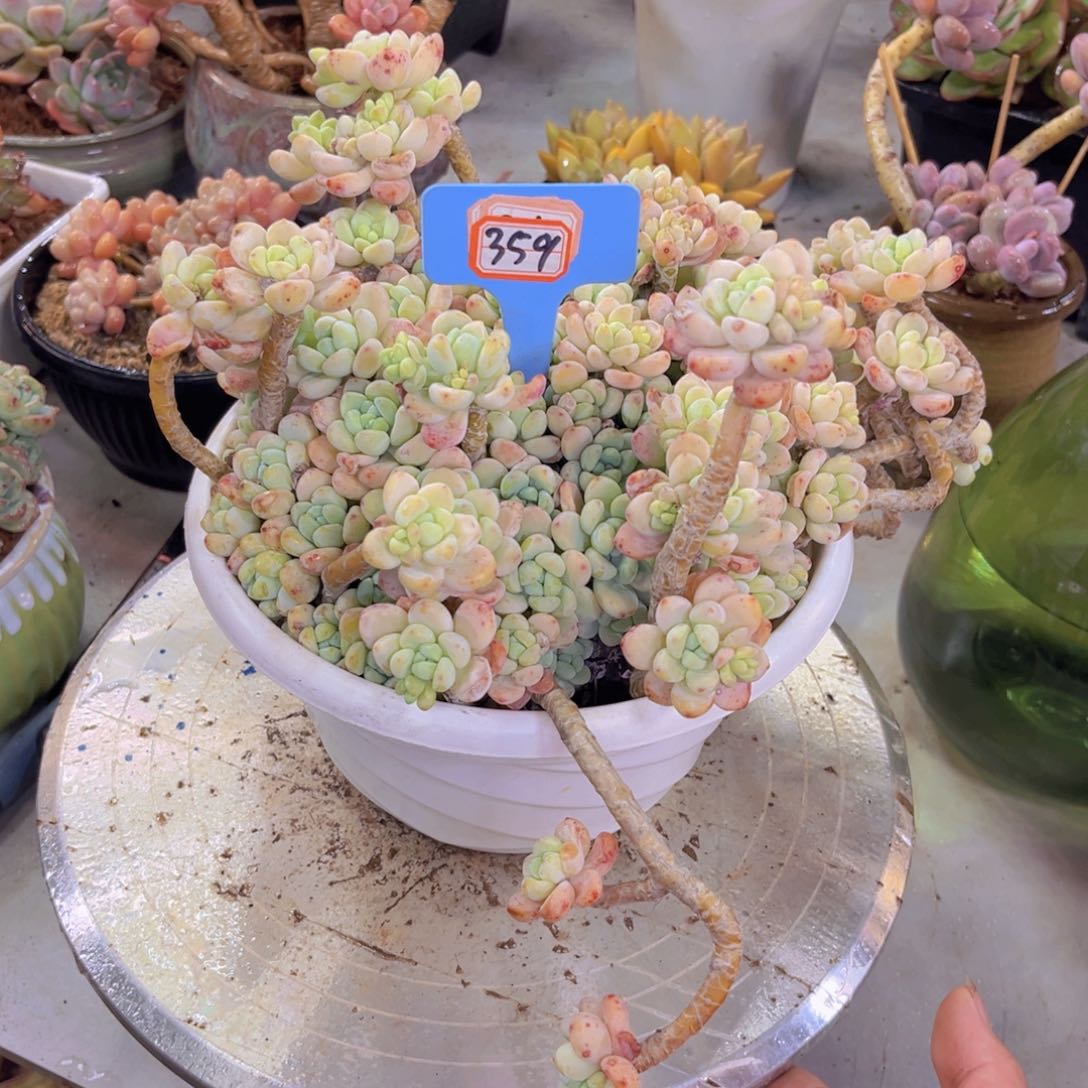 子*罗琦359多肉植物