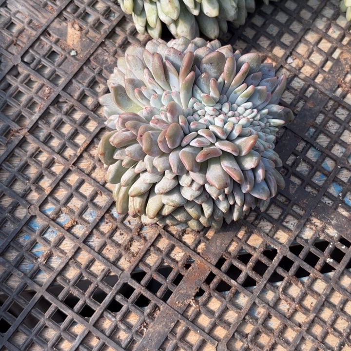 毛***姐腈纶和菡萏发荷花大爹哈哈