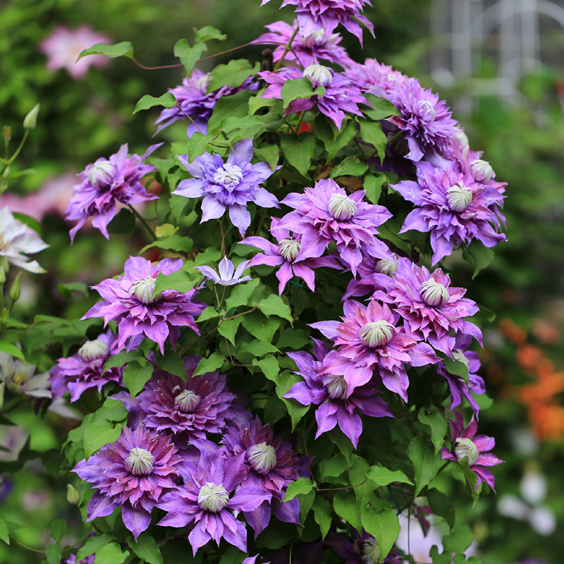 种花王大爷【合集】2.5L铁线莲花盆栽苗藤本花卉皇后爬藤植物庭院