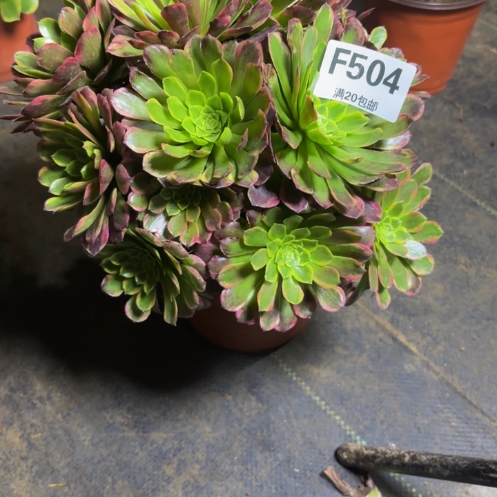 瑞妈，，。。。。504朝霞，