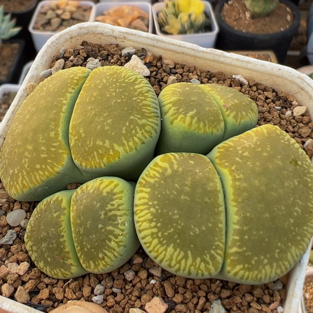 57多肉植物百科知识