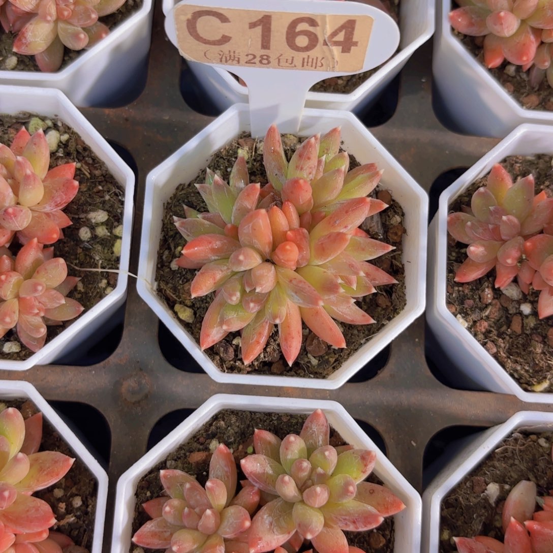 C164糖豆炫彩星一物一拍