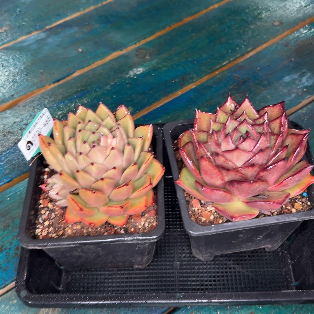 多肉一物一拍0120-465