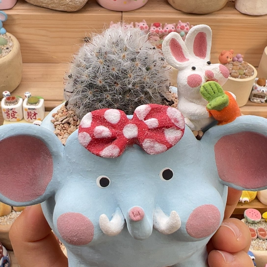 多肉植物28号大象