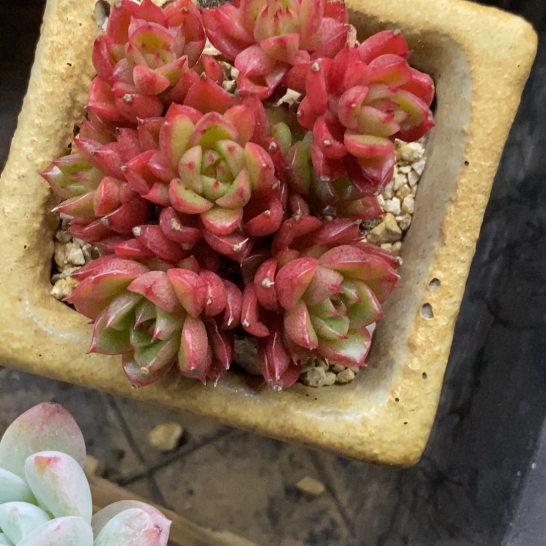 精品多肉一物一拍不包整333