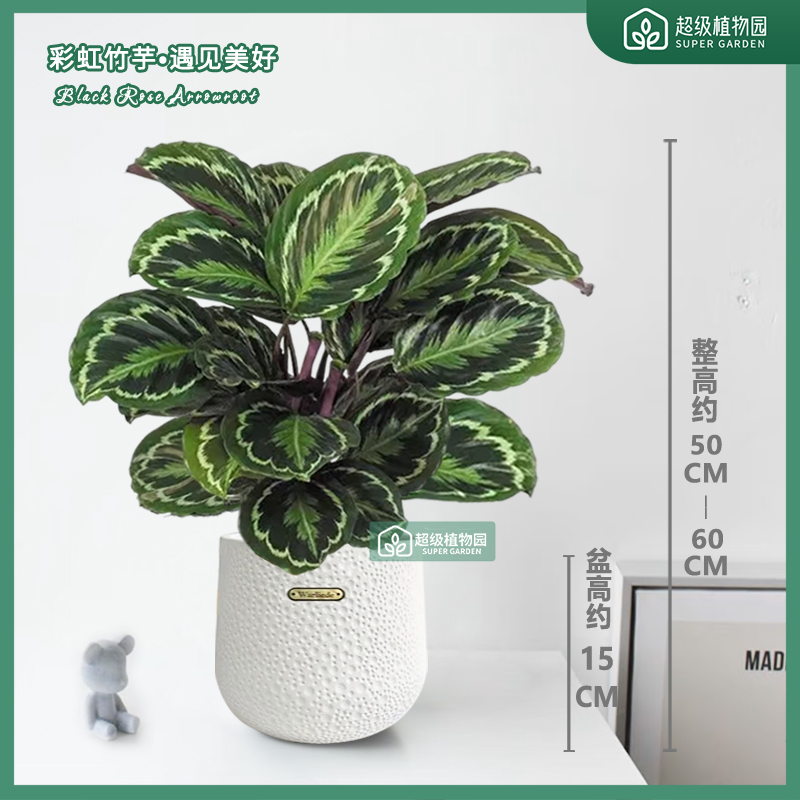 彩虹竹芋盆栽彩叶竹芋绿植室内耐阴观叶植物净化空气50-60cm