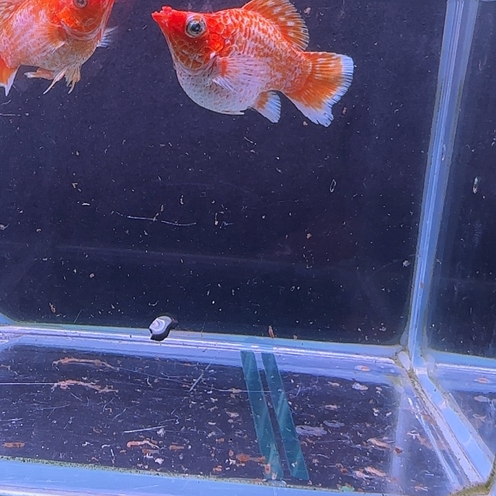 愿***望孔雀鱼玛丽球黄金一对