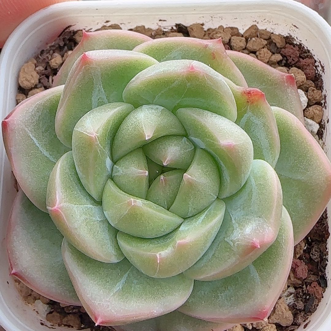 多肉0906-216珍妮