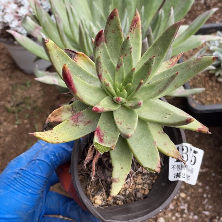 375号伊静思多肉植物