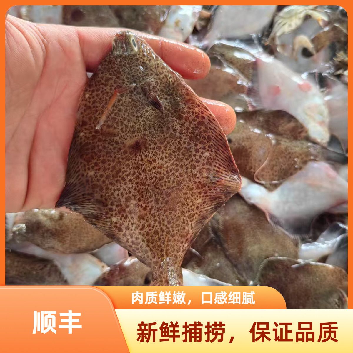 青岛沙子口码头直发野生小鼓眼鱼（直播间下单8斤）20-25条/斤 适合油炸！粉丝福利！