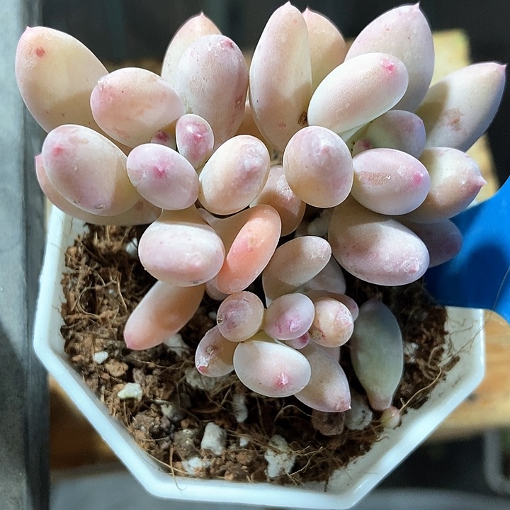 多肉植物彩虹奶857