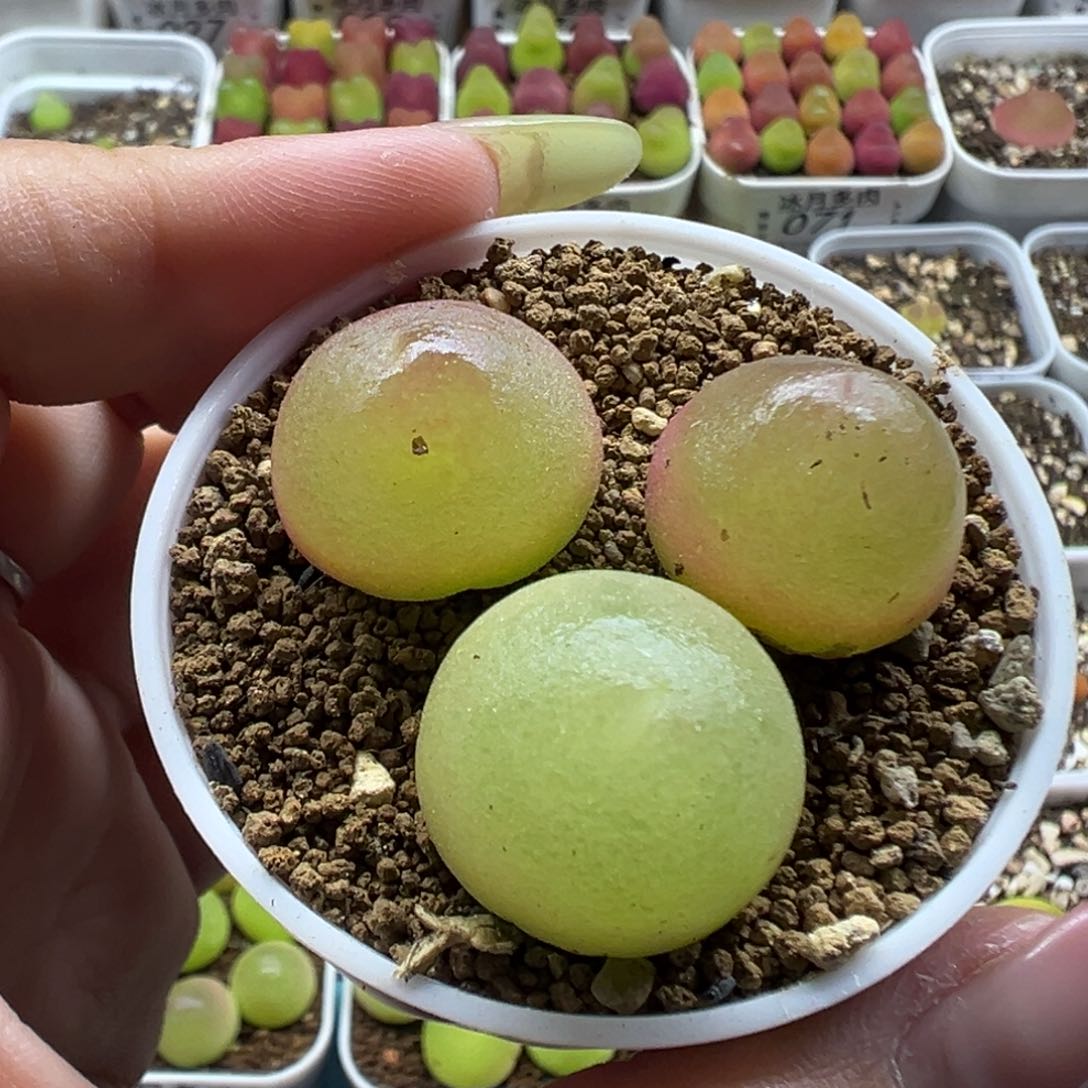 045灯泡三颗裸根发货