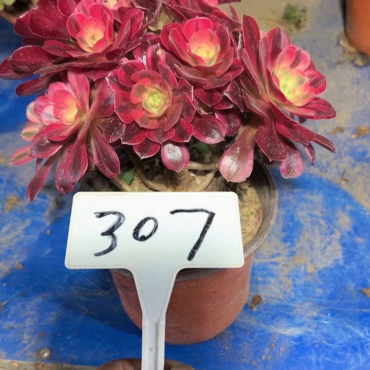 多肉植物美杜莎法师