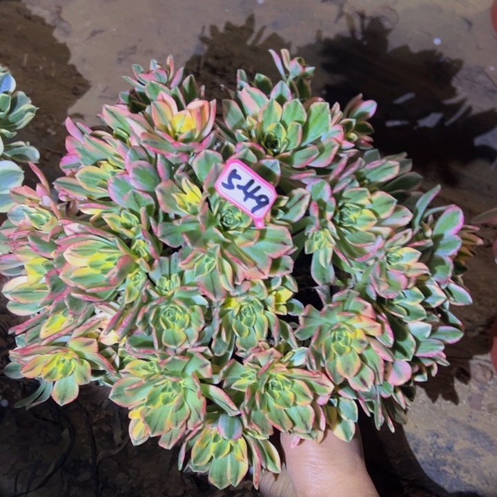 甜茶微瑕多肉植物5-49