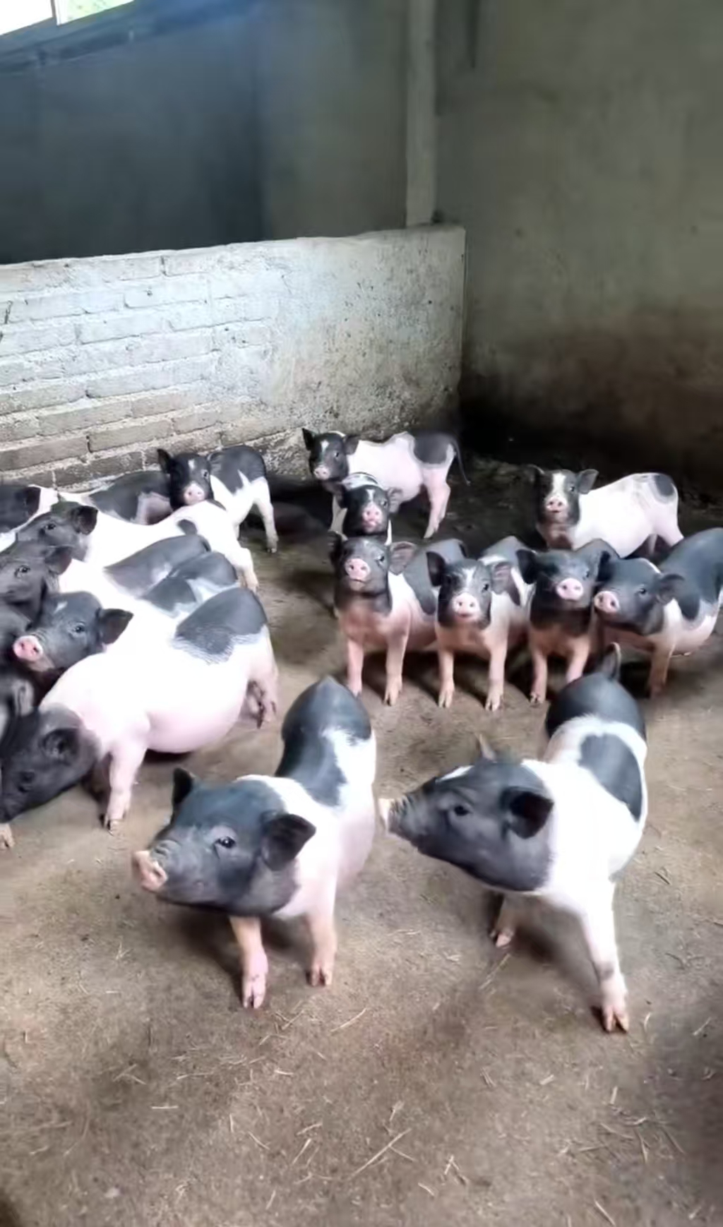 新鲜土香猪肉排骨（以直播间称重为准）