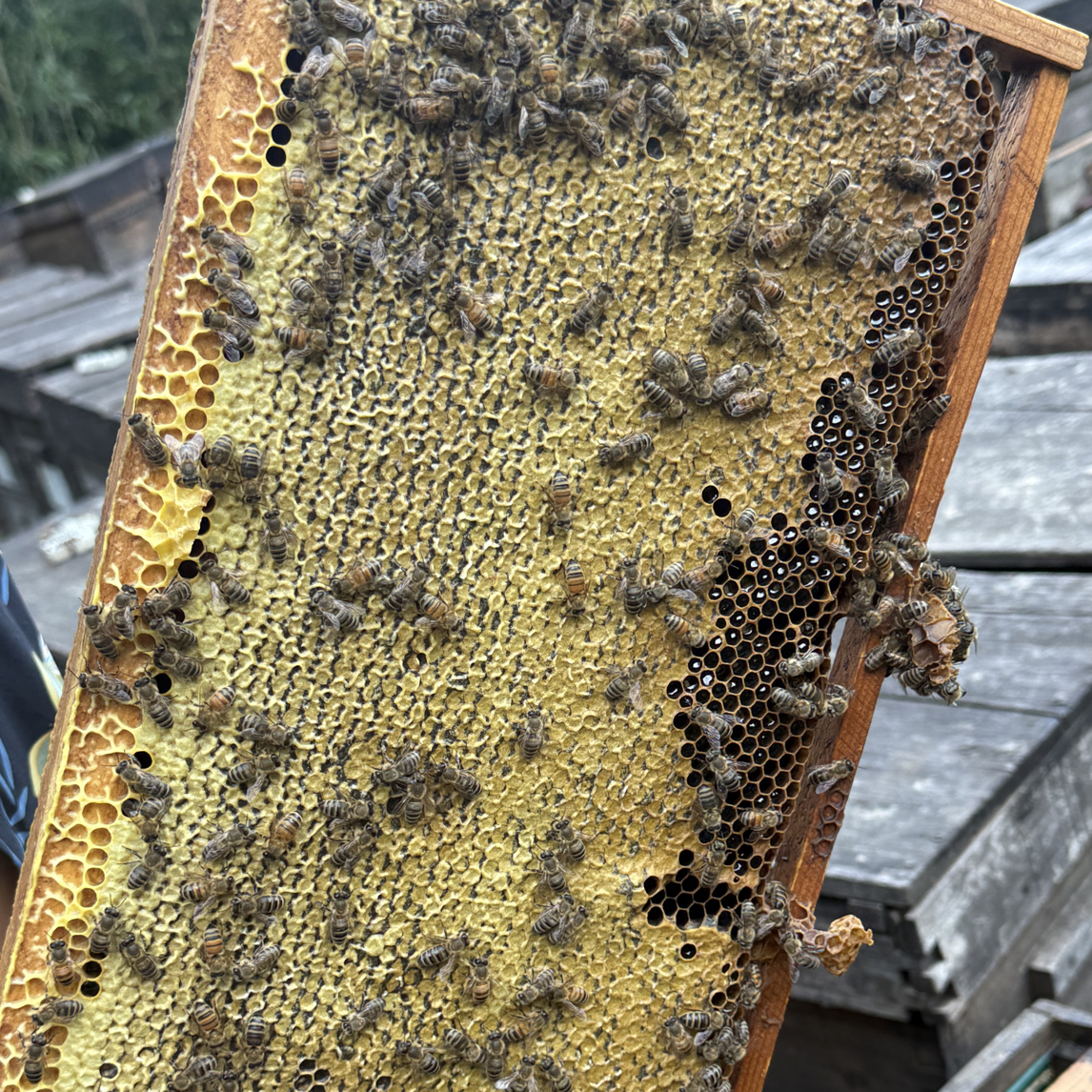 2-3年封盖老巢蜜里面是向日葵蜜（很甜全是蜜还有花粉）