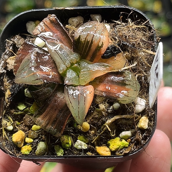 145红纹寿锦（不换盆，养到明年开春）