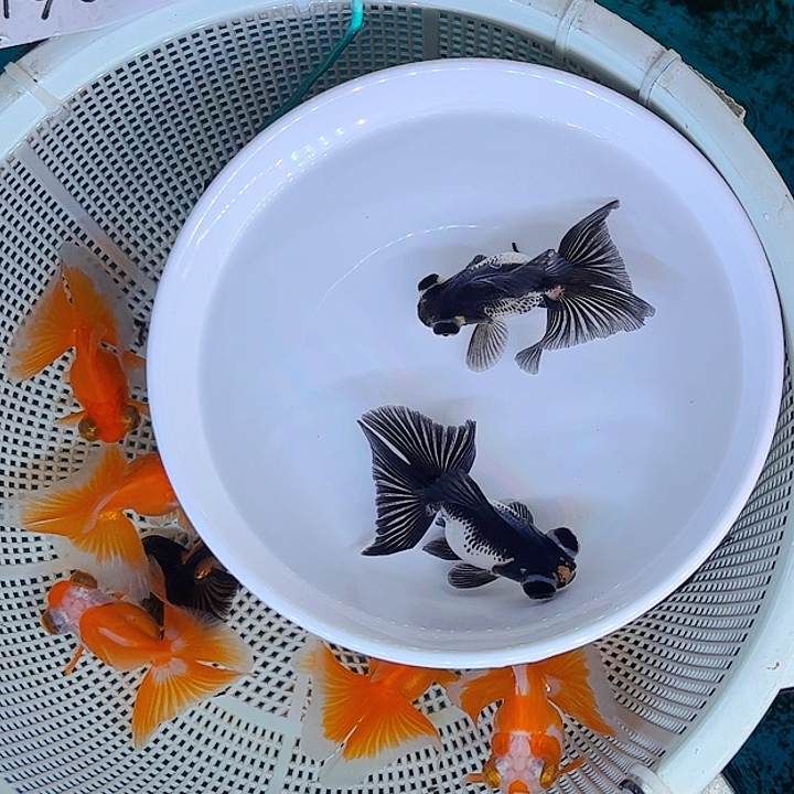 海水如皋熊猫蝶尾金鱼