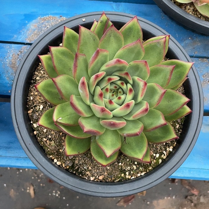 若如东云单拍C560