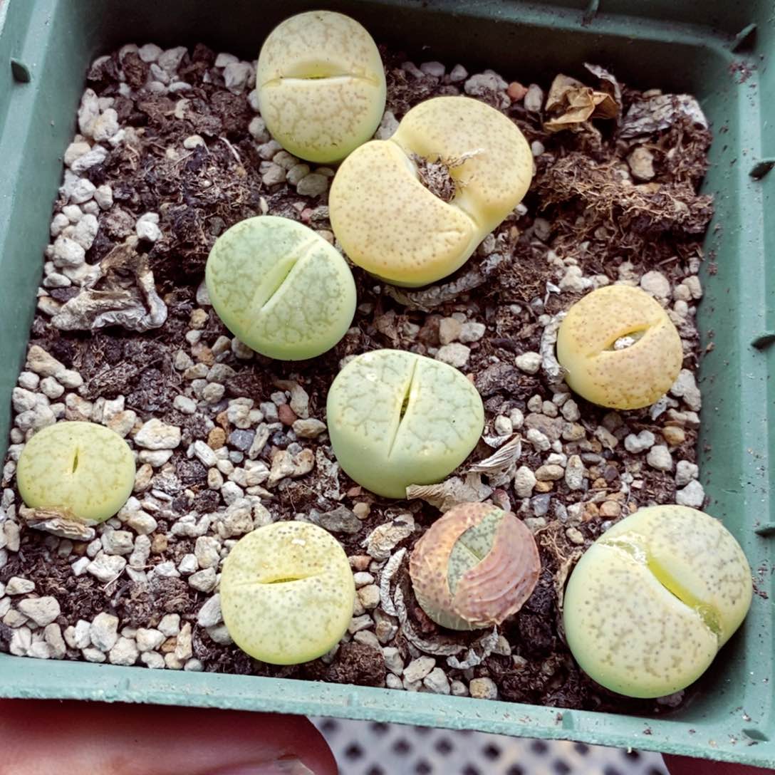 我的小姐姐们都是我的502