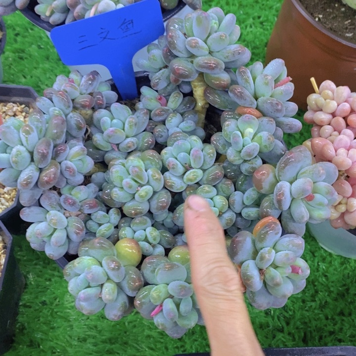 多肉植物，开心多肉