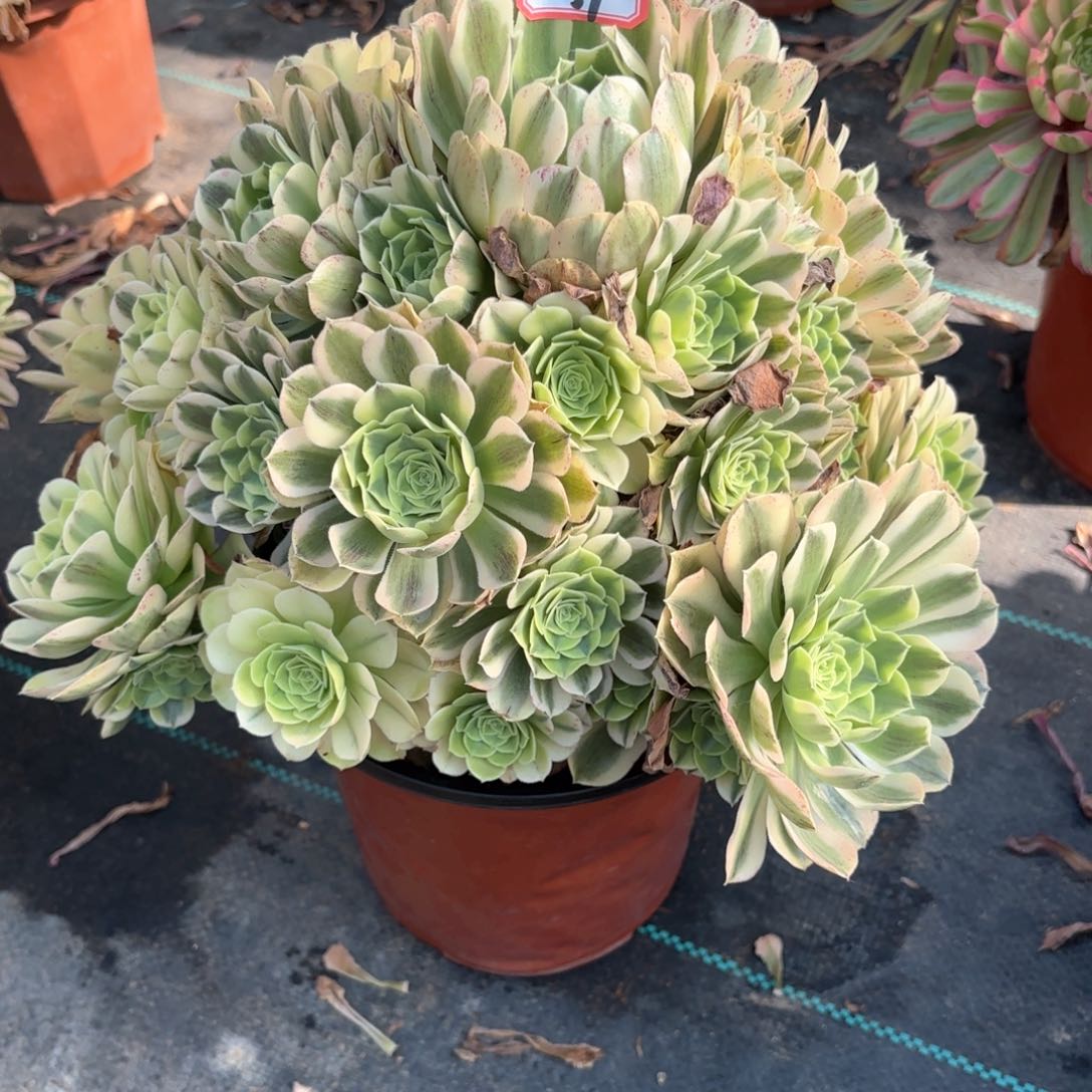 无花朵27绿豆沙多肉植物