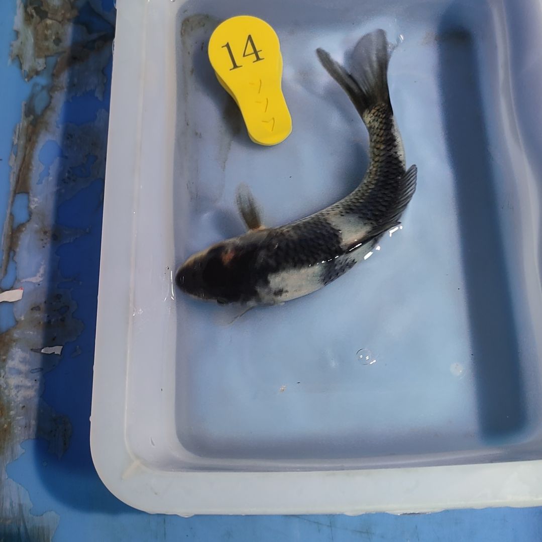 海水鱼红白大正昭和菲血白写