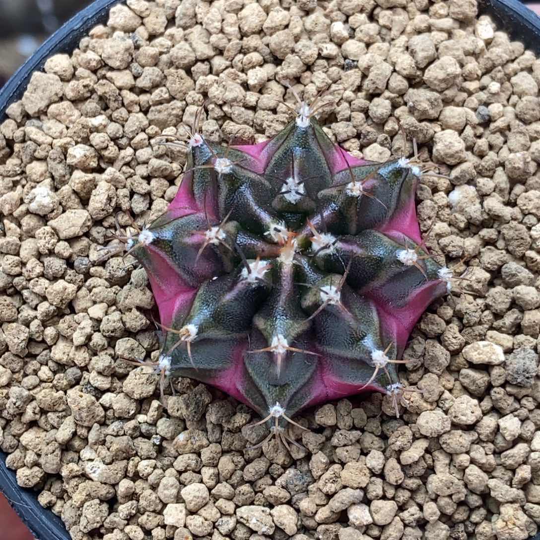 侧芽 米哈仙人球