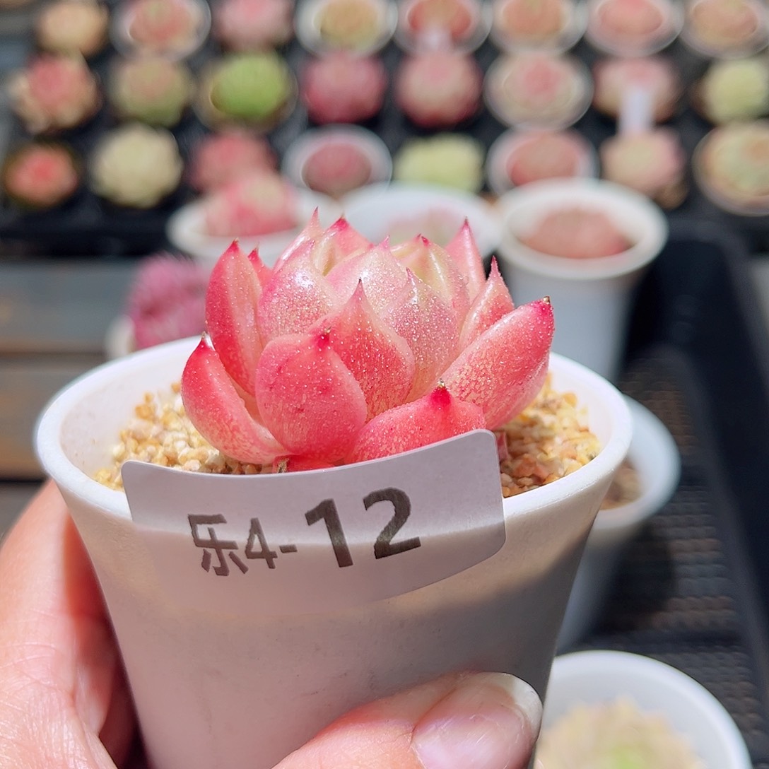 乐4-12 赤水晶单头 