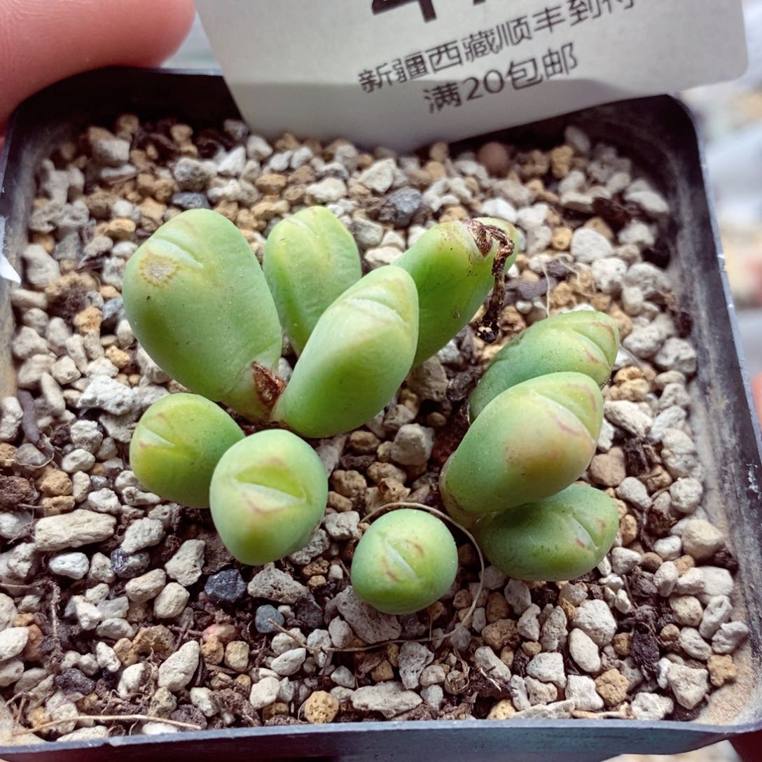 我我的小哥哥小姐姐472