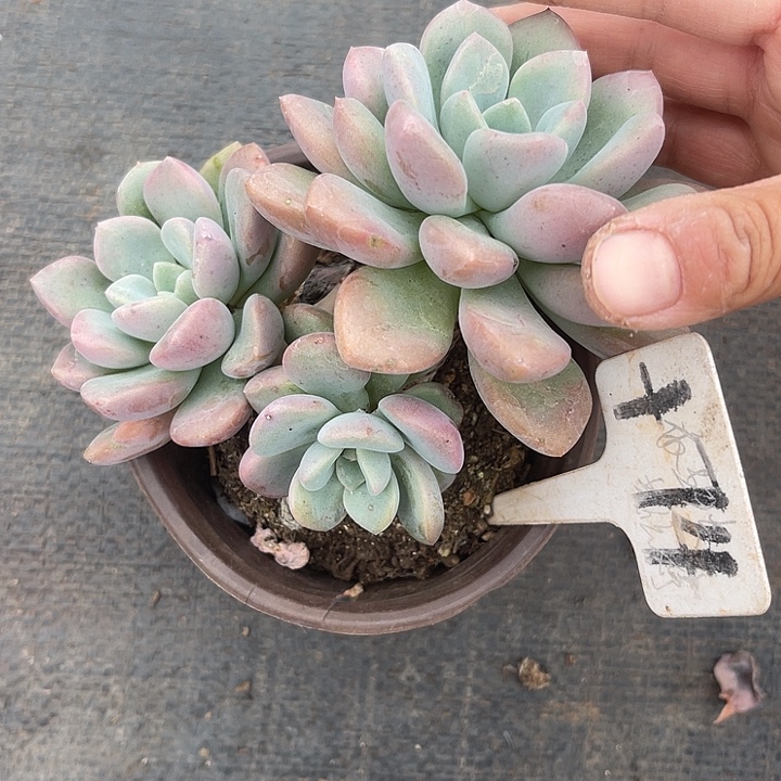 晨语多肉，一物一拍74白鹭